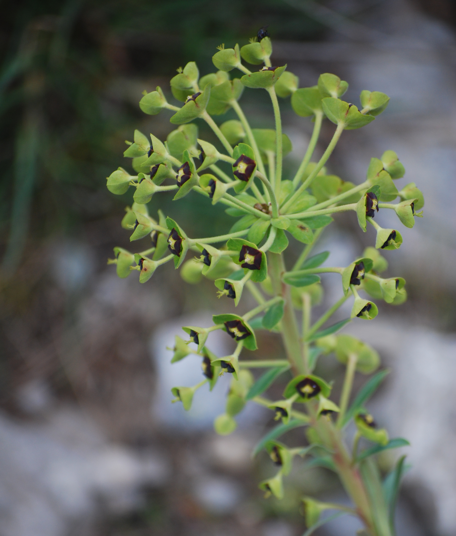 flores de Euphorbia characias