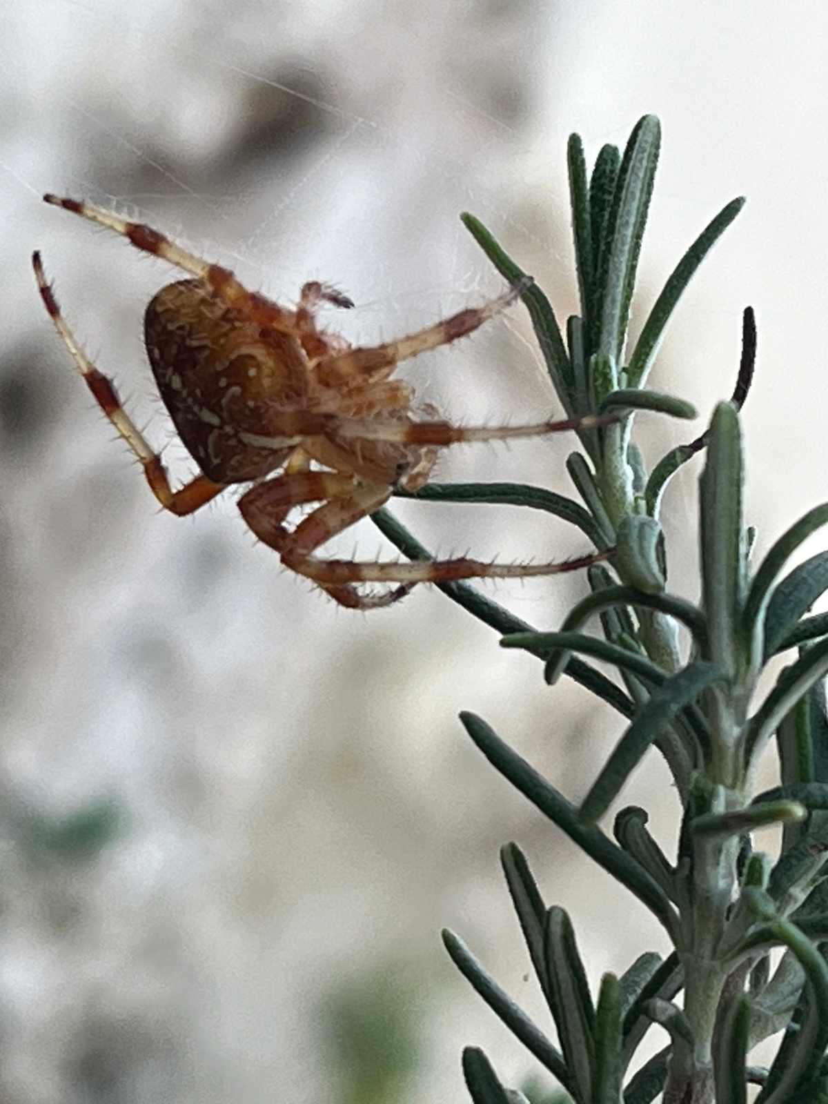 Imagen de la Araña de jardín donde se puede ver la cruz en su abdomen.