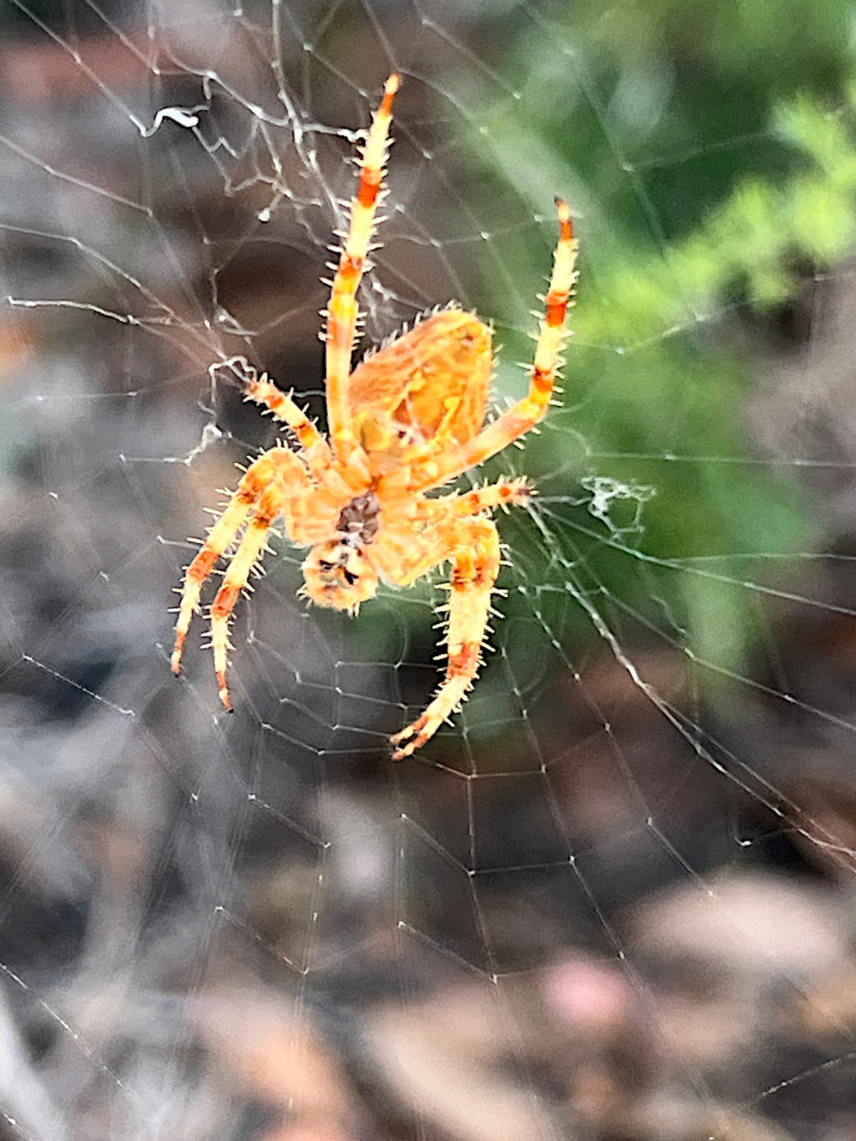 Araneus diadematus en el centro de la red orbicular, esperando a su presa<