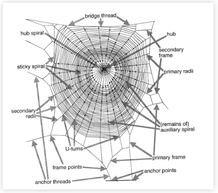 Estructura de la tela de araña orbicular<